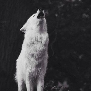 Meet your Posher, Samar